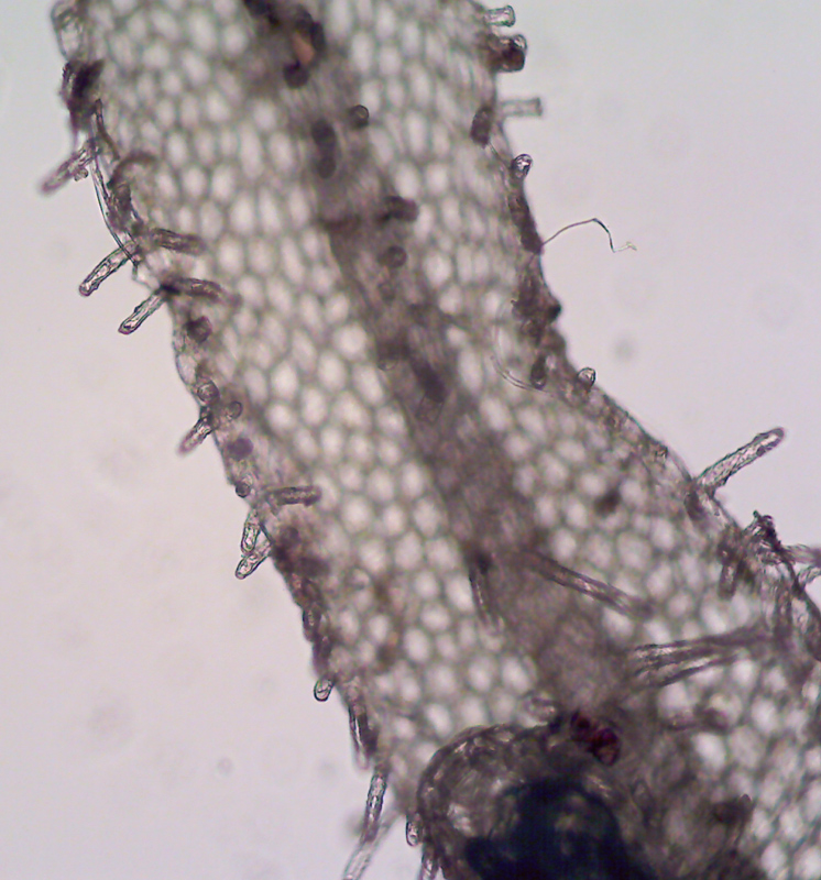 Metzgeria conjugata